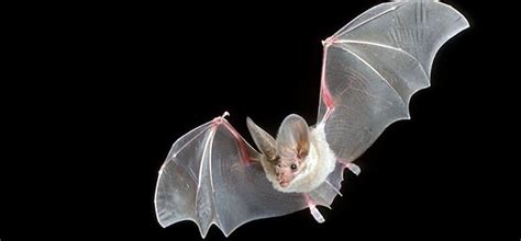 The Big Eared California Leaf-Nosed Bat | Critter Science