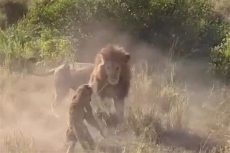 WATCH - Lion attacks leopard in his territory