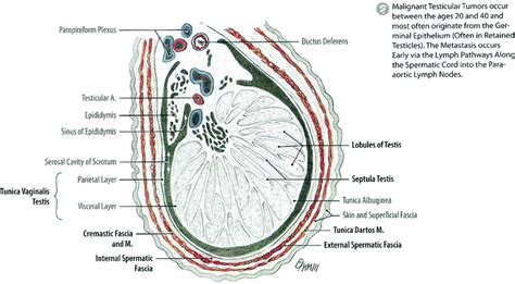 Testis Cross Section Labeled