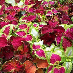 Solenostemon Scutellarioides Cv Coleus Rainbow Mix Seeds X Ole