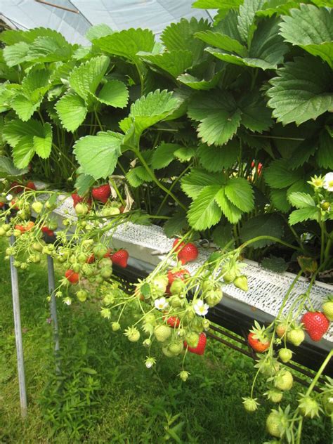 9 Giornata Tecnica Dei Piccoli Frutti UnserTirol24