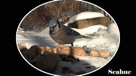 Blue Jay Call Youtube