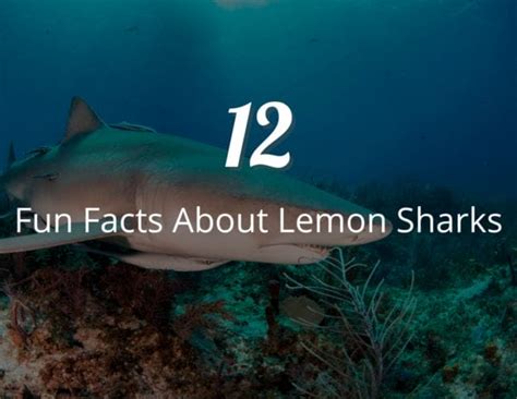 12 Mind-Blowing Fun Facts About Lemon Sharks You Never Knew! - CraftyThinking