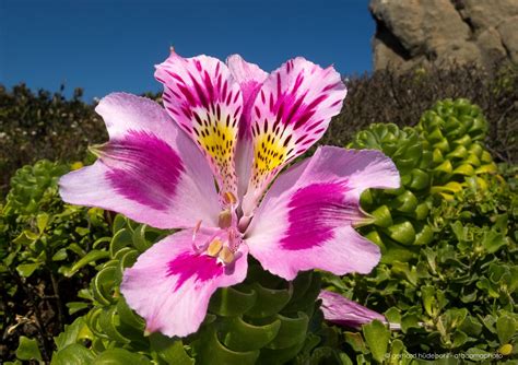 Atacama desert flowers photo gallery of endemic flora of north chile – Artofit