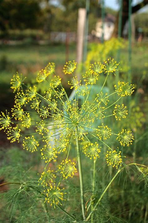 12 best images about Dill Flowers on Pinterest | Seasons, Herbs and The ...