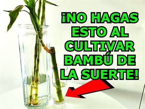 Bamb C Mo Cultivar Y Cuidar Esta Planta Vers Til