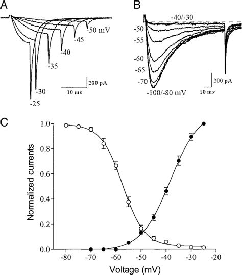 Voltage Dependence Of Activation And Steady State Inactivation Of