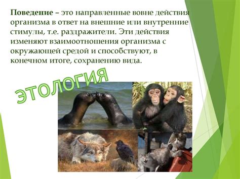 Поведение животных. Врождённое и приобретённое поведение (инстинкт и ...