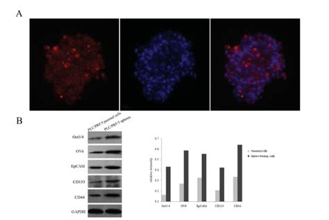 Sphere Forming Cell Subpopulations With Cancer Stem Cell Properties In Human Hepatoma Cell Lines