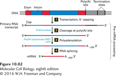 mRNA Processing: Capping, Polyadenylation, Splicing; Splicing in ...