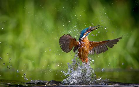 Birds Animals Water Nature Green Wildlife Beak Flower Bird