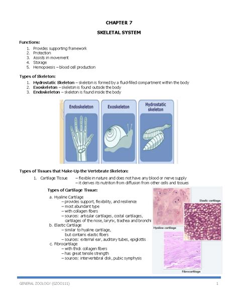 Chapter 7 - Skeletal System Overview and Functions in General Zoology