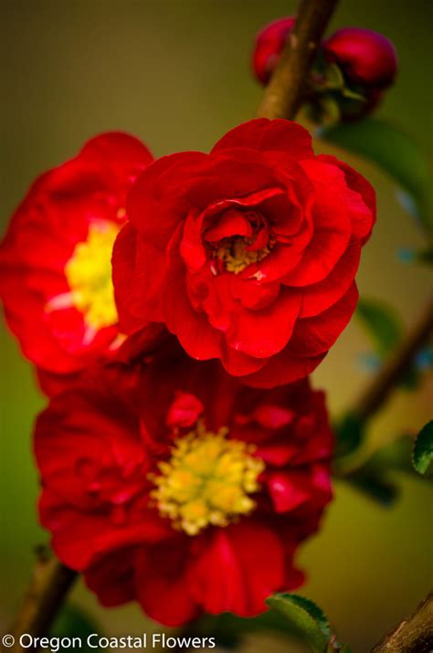 Double Flowering Red Quince Oregon Coastal Flowers