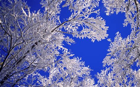 Beautiful Winter Tree HD Wallpaper