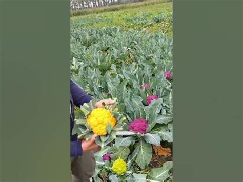 Супер Цвітна капуста яка вас здивує - YouTube
