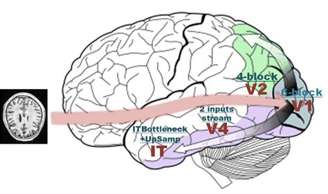 Computational Modeling Of The Visual Cortex Anatomy The Ventral Stream Download Scientific