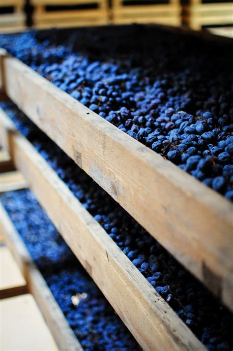 Drying Grapes For Recioto Cantina Monte Faustino Flickr