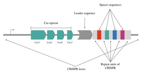 crispr mediated adaptive immune system work  bacteria