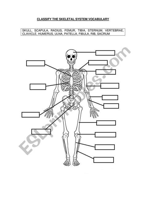 Skeletal System Vocabulary Esl Worksheet By Gems86