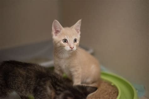 About Us | Philadelphia Animal Hospital | Veterinary Practice