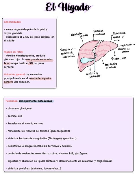 Solution Anatom A Del H Gado Studypool