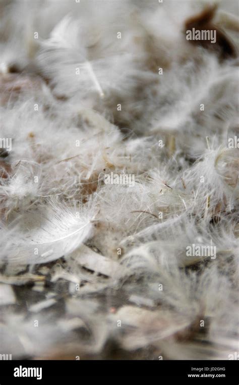 Makro Nahaufnahme Von Federn Stockfotos Und Bilder Kaufen Alamy