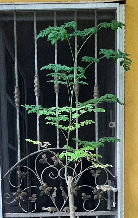 Moringa plant, Furniture & Home Living, Gardening, Plants & Seeds on ...