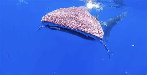 Hawaii freediver happily endures whale shark ‘attack’; video