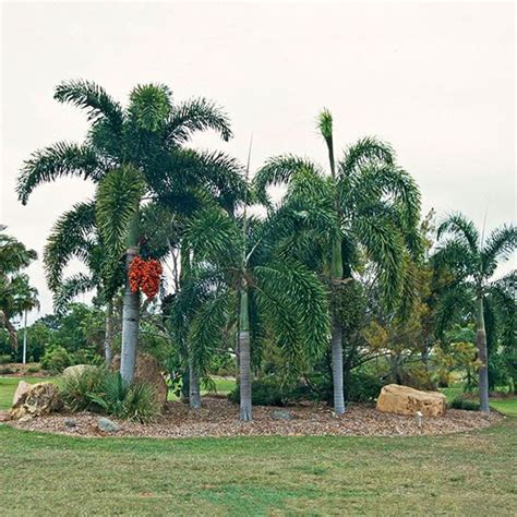 Palm Tree Direction Of Growth Holding Weblogs Photographs