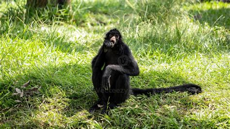 Black Faced Black Spider Monkey 3779725 Stock Photo At Vecteezy