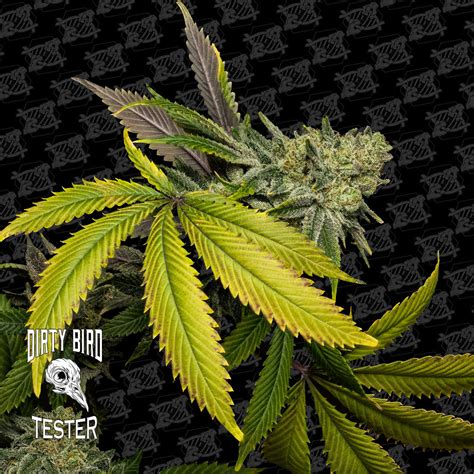 Necromancer’s Kush (F) [TESTER] – North Atlantic Seed Co.