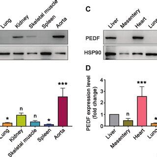 Cardiac Pedf Expression At Different Time Points In Cardiac