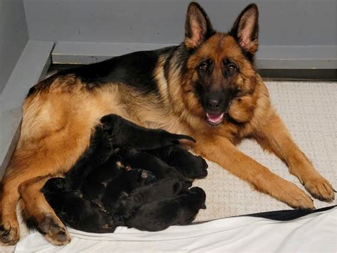 Top 10 Best German Shepherd Breeders in North Carolina (NC)