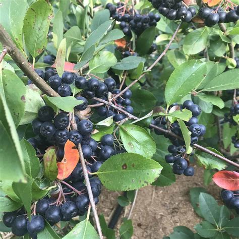 Viking Aronia Berry Spencer Creek Nursery