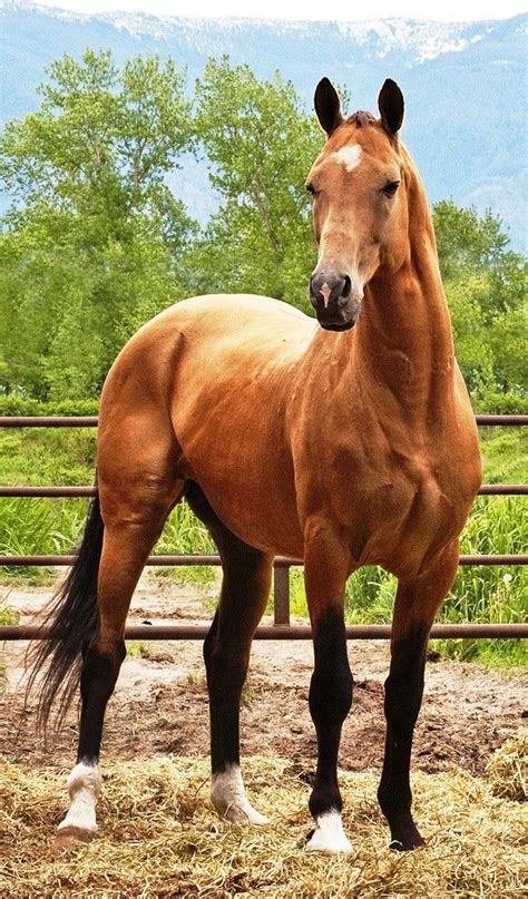 Épinglé Sur Horses Image Cheval Animaux Beaux Beaux Chevaux