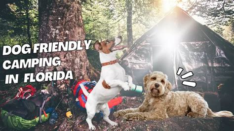 Dog-Friendly Campgrounds in Florida - Pawsome Fun in Florida!