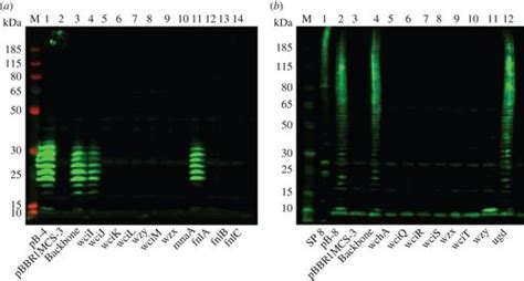 Recombinant Expression Of Streptococcus Pneumoniae Capsular