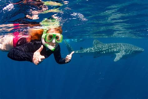 Swim With Whale Sharks The Largest Fish In World Ningaloo Blue Travel