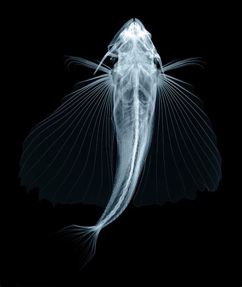 Flying Fish X Ray Photograph By D Roberts