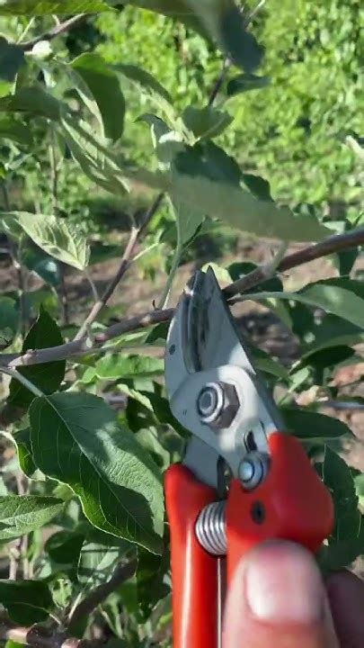 Обрезка на пенек. Для чего это делать - YouTube