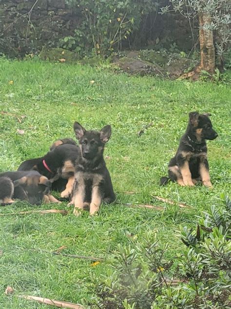 Chiots Berger Allemand Mois Uncompagnon Fr