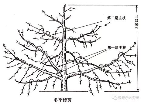 苹果树主干疏层形合理整形修剪