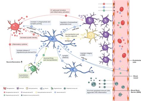 Roles of extracellular vesicles (EVs) in the central nervous system ...