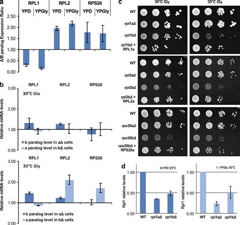 RP Paralog Specific Phenotypes Are Not Accompanied By Changes In Gene