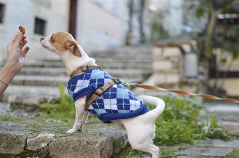 嫌がる愛犬に洋服を着てもらうには？コツやおすすめ商品をご紹介！ ネコノテストア