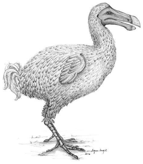 100 Dodo Png Images