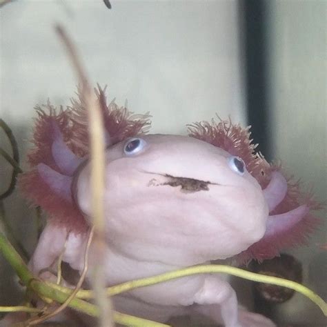 Beautiful Leucistic Axolotl - A Rare and Fascinating Amphibian