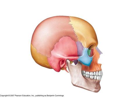 Skull Bones Side View Pt Diagram Quizlet