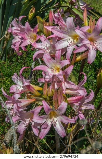 Amaryllis Belladonna Naked Lady Lilly Stock Photo Shutterstock