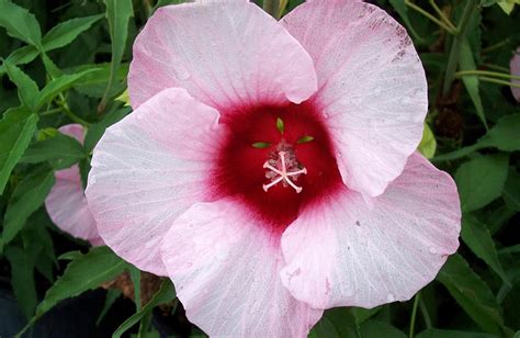 Hibiscus Lady Baltimore 3 Mulders Nursery Llc